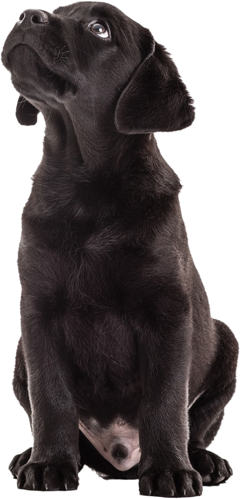Paws n Heal Dog training